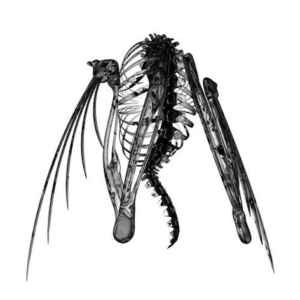 triangle-lotic-300x300 Les Tops Albums 2015 de la presse, des blogs et des webzines