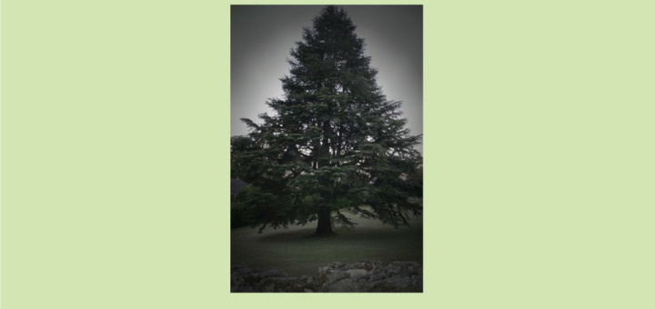 David Fakenahm - Family Tree
